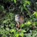 monkey_squirrel_common_la_h_0632_ecu2580.jpg